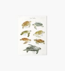 Sea Turtles Art Board