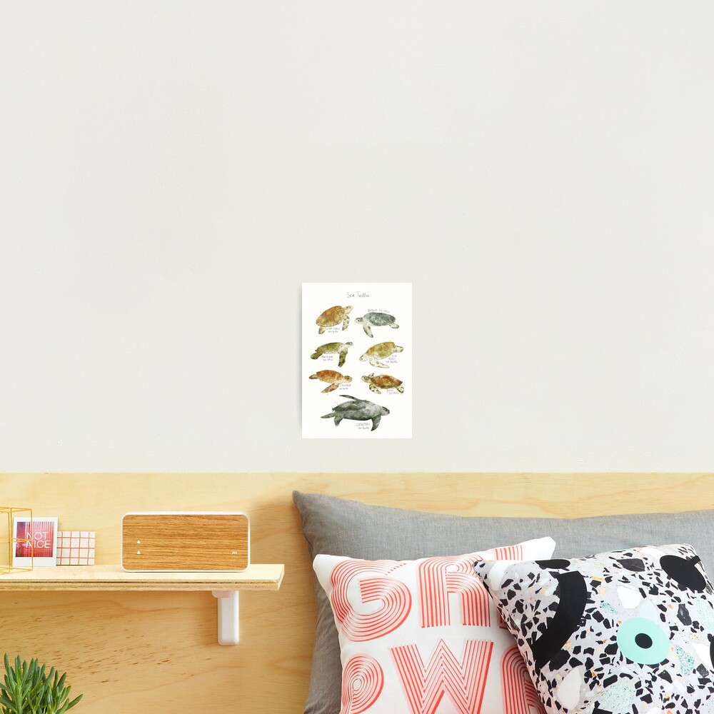 Sea Turtles Photographic Print