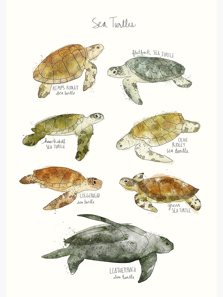 Sea Turtles by AmyHamilton