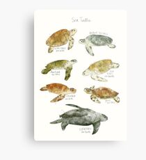Sea Turtles Metal Print