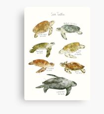 Sea Turtles Canvas Print