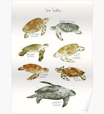 Sea Turtles Poster