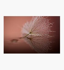 Wet Dandy Photographic Print
