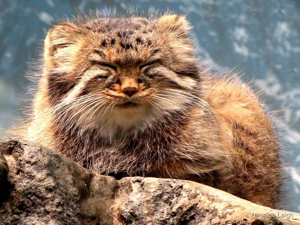 "Pallas Cat" by Veronica Leigh | Redbubble