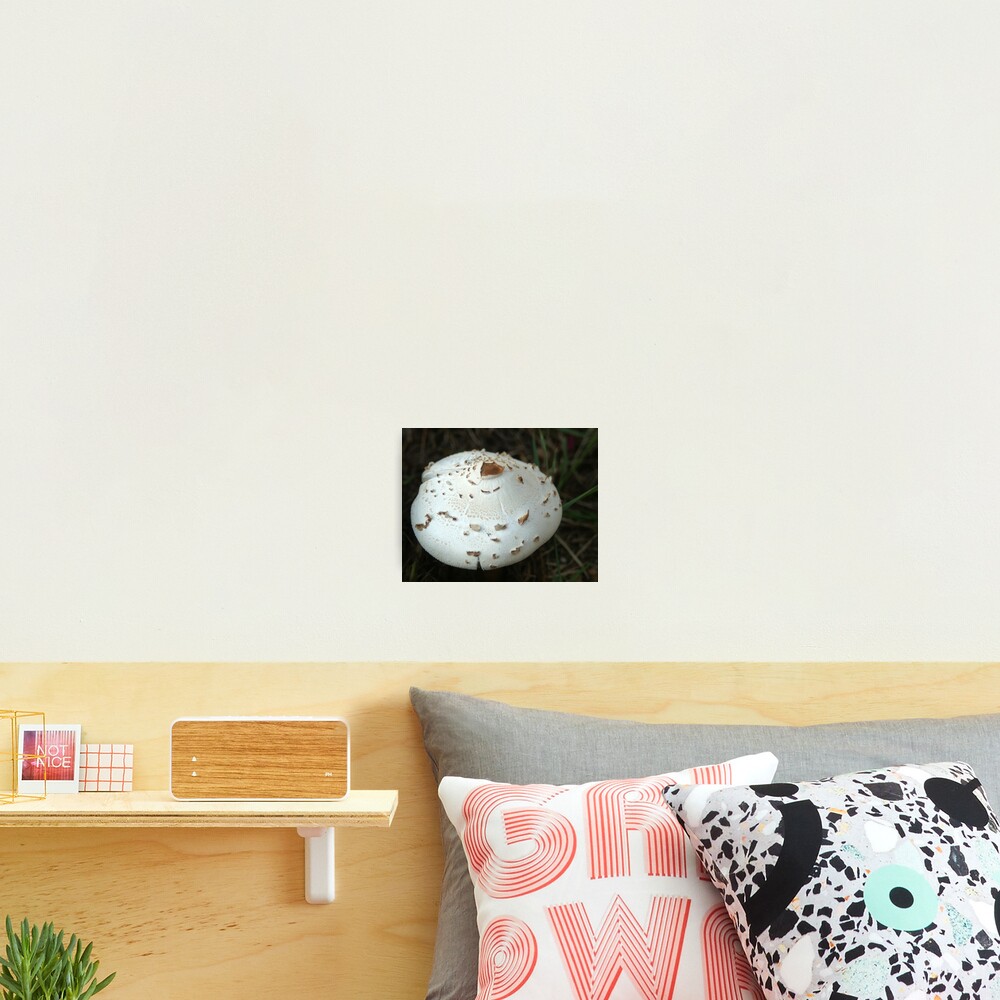Mushroom Photographic Print