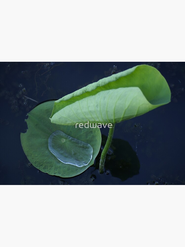 River Lotus by redwave