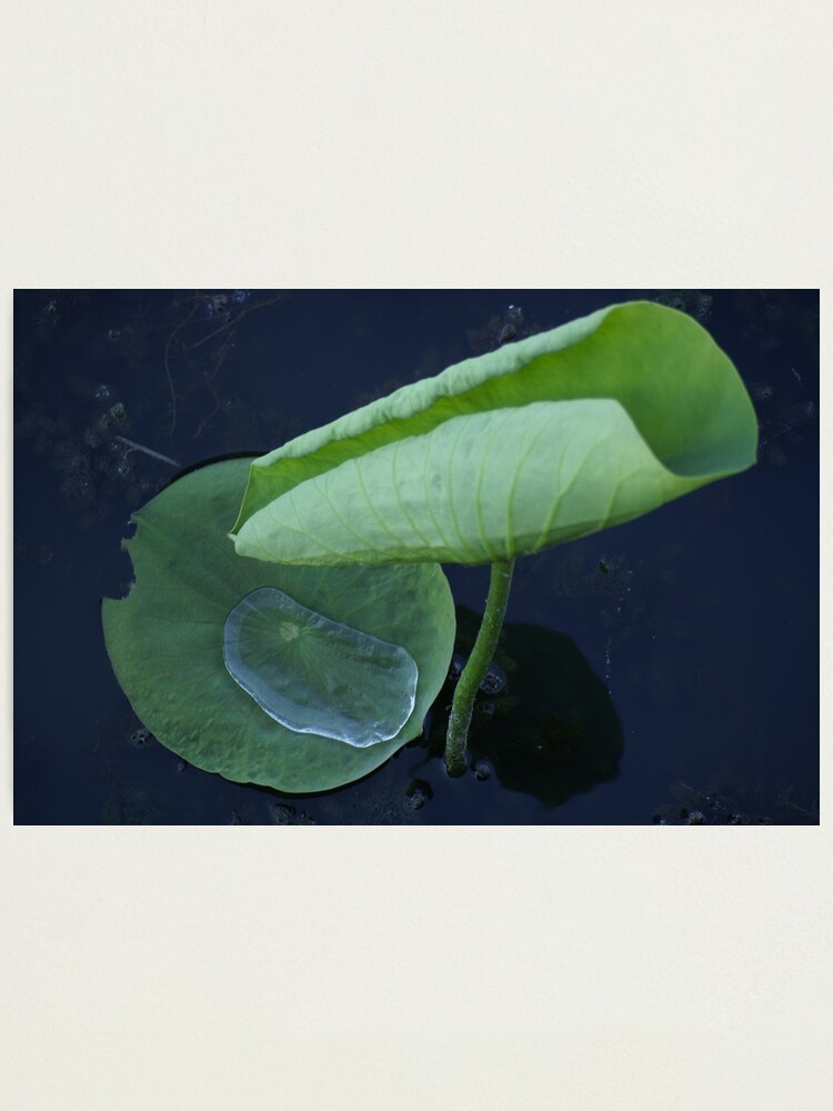 Alternate view of River Lotus Photographic Print