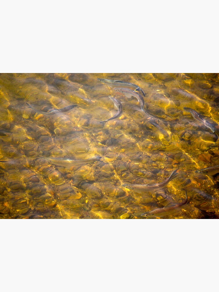 Fishing with my camera by LynnWiles