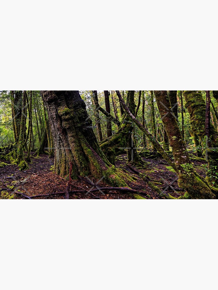 The clearest way to the Universe is through a forest wilderness by MelBrackstone