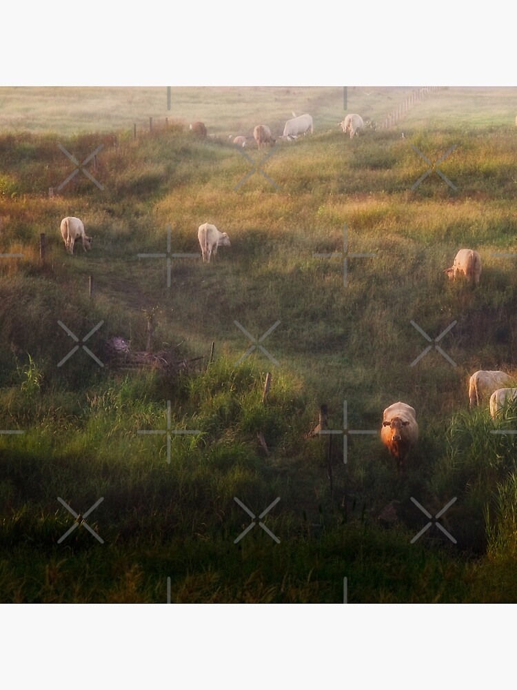 The cows by MelBrackstone