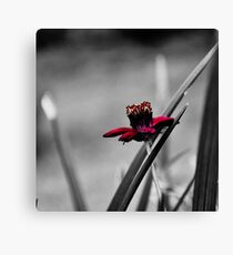 purple beauty Canvas Print
