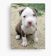 Mocha Metal Print