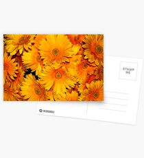 Yellow Gerberas Postcards
