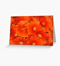 Orange Gerberas Greeting Card