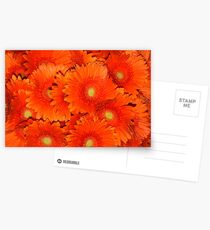 Orange Gerberas Postcards