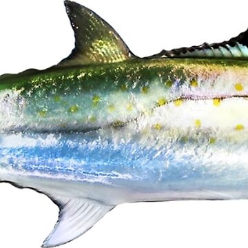 Spanish Mackerel Big Mouth Boat Decals, Fishing Stickers - Fishwreck