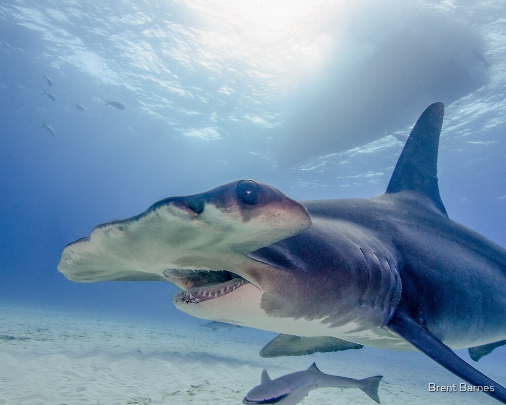 great-hammerhead-shark-in-the-bahamas-by-brent-barnes-redbubble