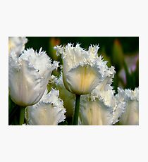 SIMPLY WHITE PARROT TULIPS Photographic Print