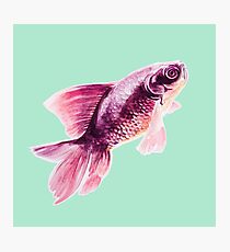 Magneta Fish on Mint Photographic Print
