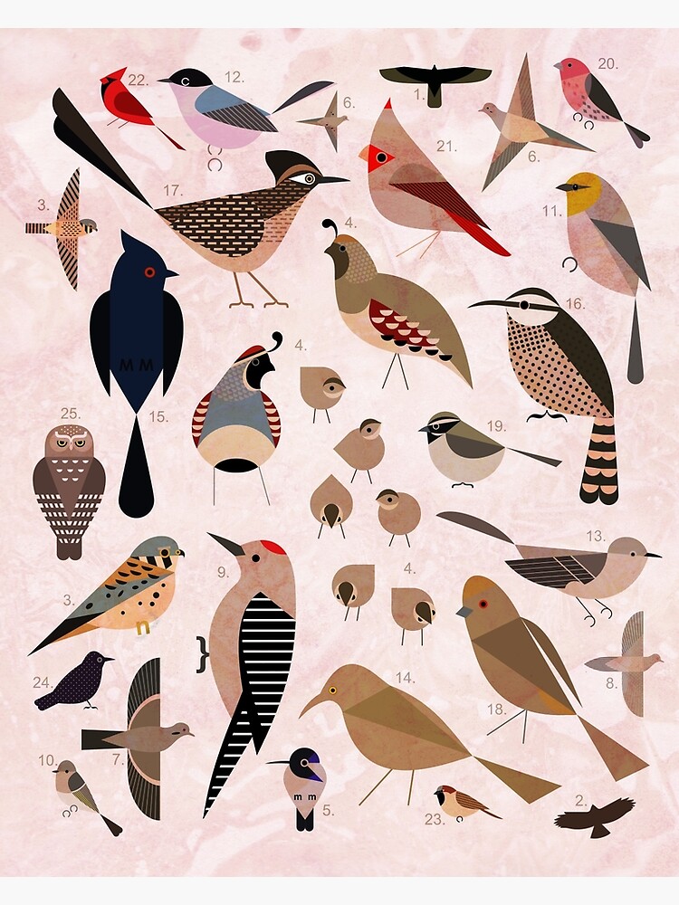 Sonoran Birds by scottpartridge