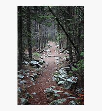 Pine Needle Path Photographic Print
