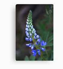 Wild Perennial Lupine Canvas Print