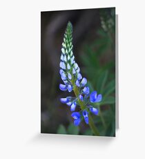 Wild Perennial Lupine Greeting Card