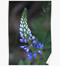 Wild Perennial Lupine Poster