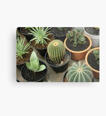 cactus Metal Print