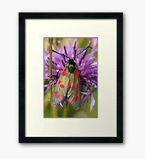 Six Spot Burnet Moth Framed Print