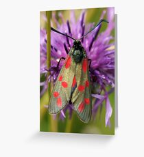 Six Spot Burnet Moth Greeting Card