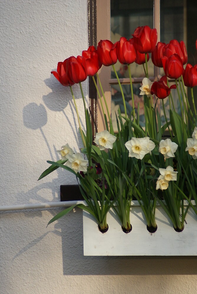 "Window Box with Red Tulips" by Brian Middleton Redbubble