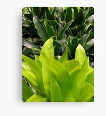 greens+leaves Canvas Print