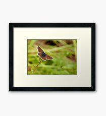 Brown Argus Framed Print