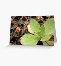 cactus Greeting Card