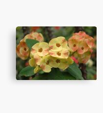 euphorbia Leinwanddruck