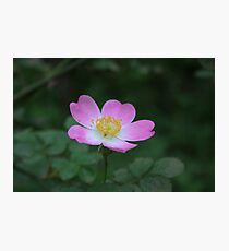 Clustered Wild Rose Photographic Print