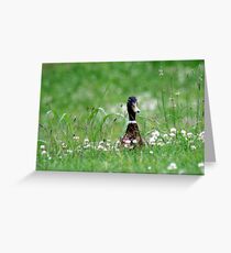 Peeping Mallard Greeting Card