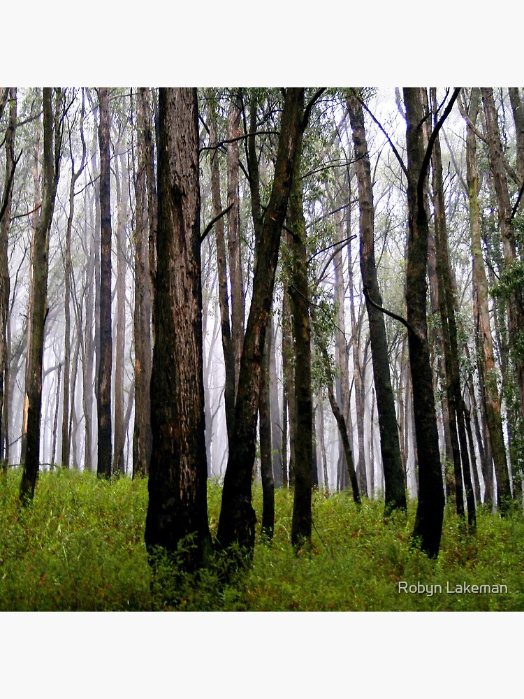 Tall trees in the Mist by Rivergirl