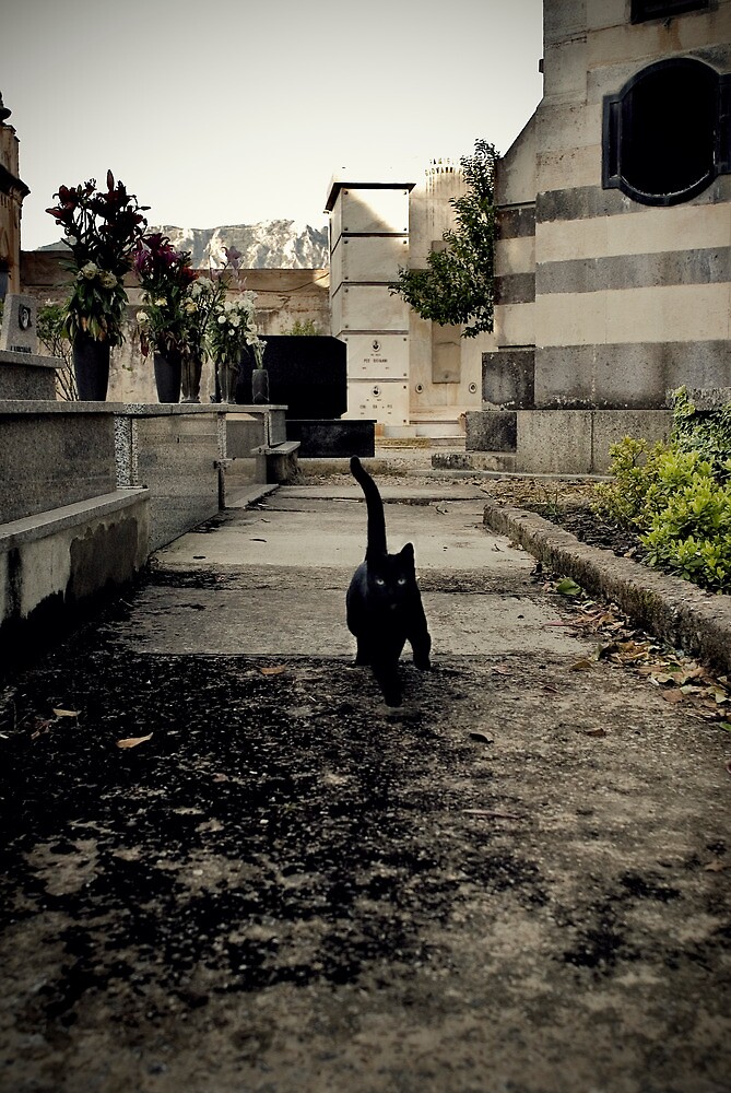 "the cat came back the very next day" by silvietti Redbubble