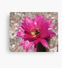 flower in bloom Canvas Print