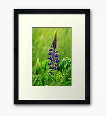 Lone Lupin Framed Print