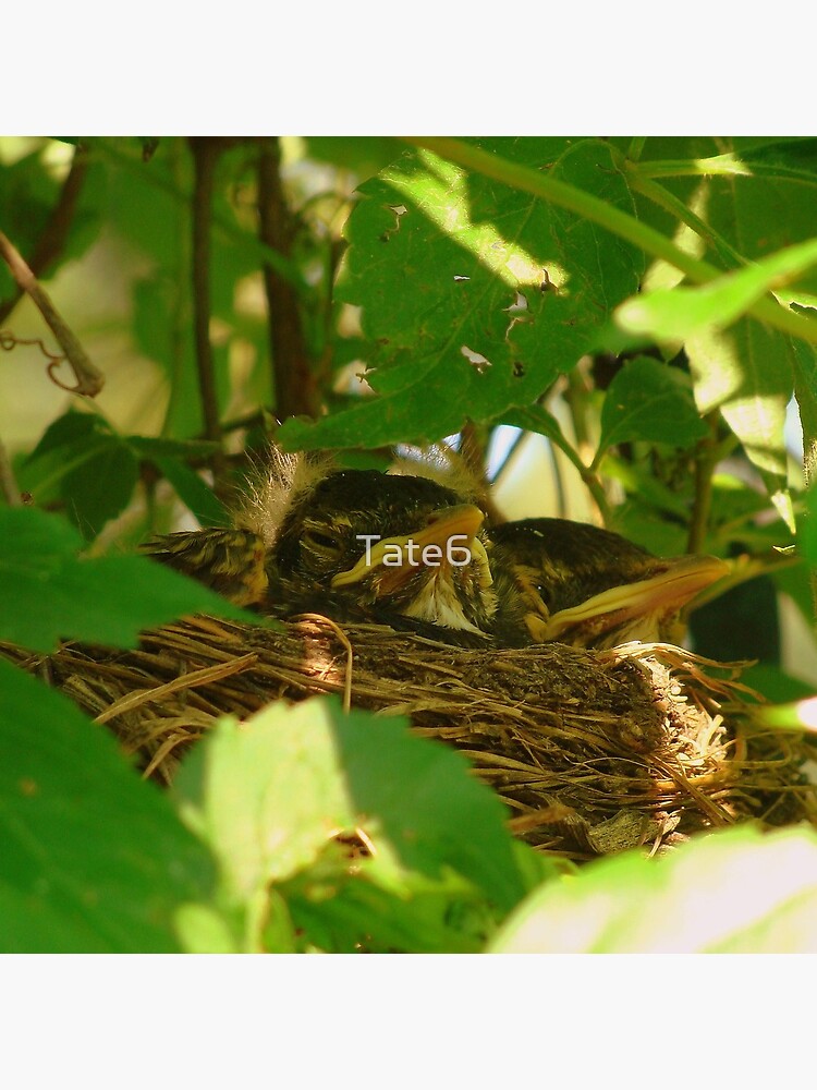 Nest Babies by Tate6