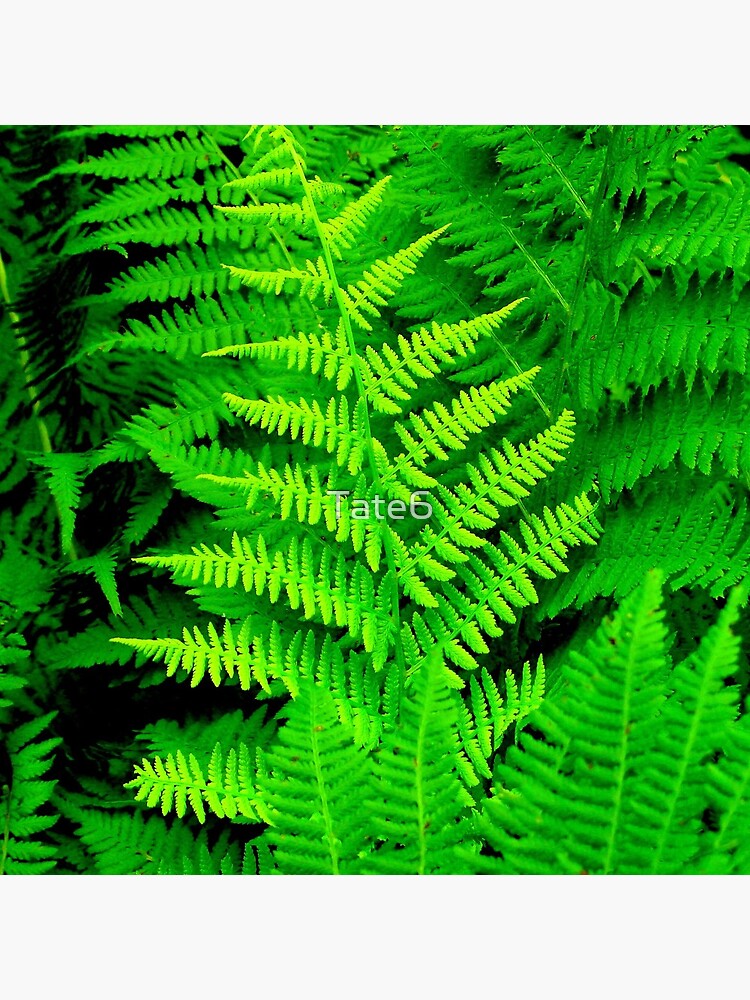 Wild Ferns by Tate6