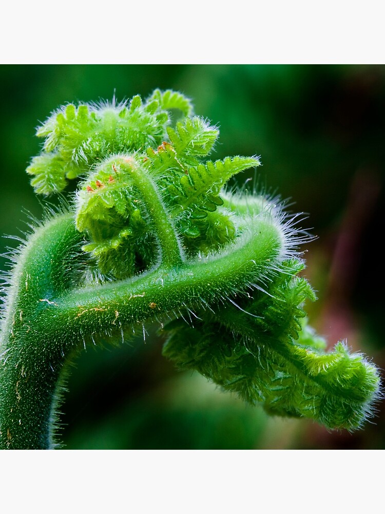 Fern Frond 2 by theoddshot
