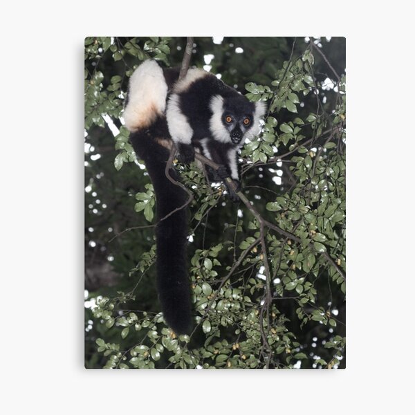 Treeing the lemur Canvas Print