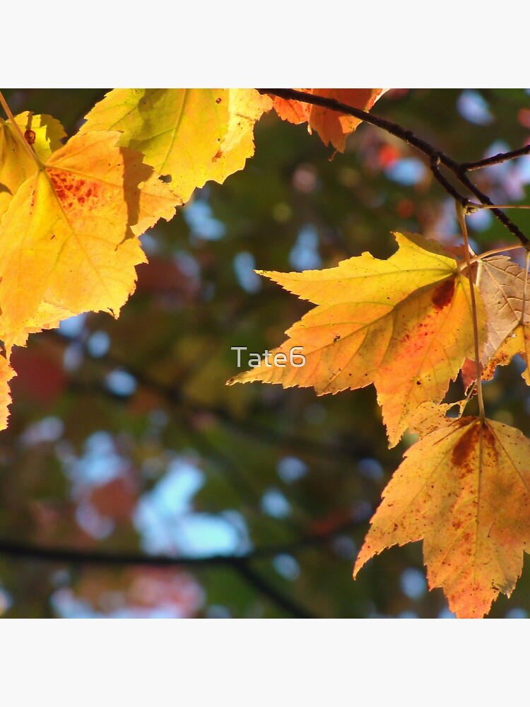 Delicious Autumn by Tate6