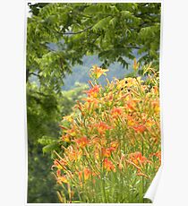 Country Lily Poster