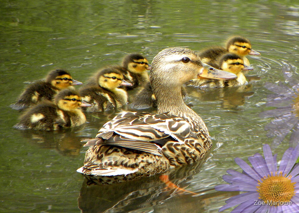 "Mommy and Baby Ducks" by Zoe Marlowe Redbubble