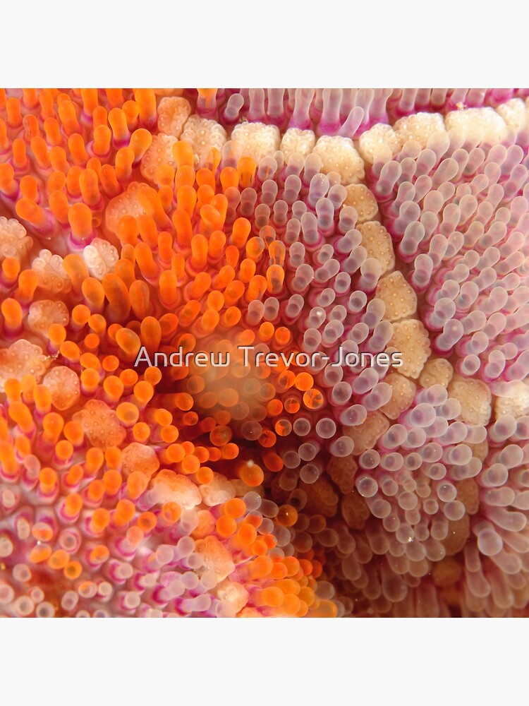 Mosaic Sea Star Macro by andrewtj